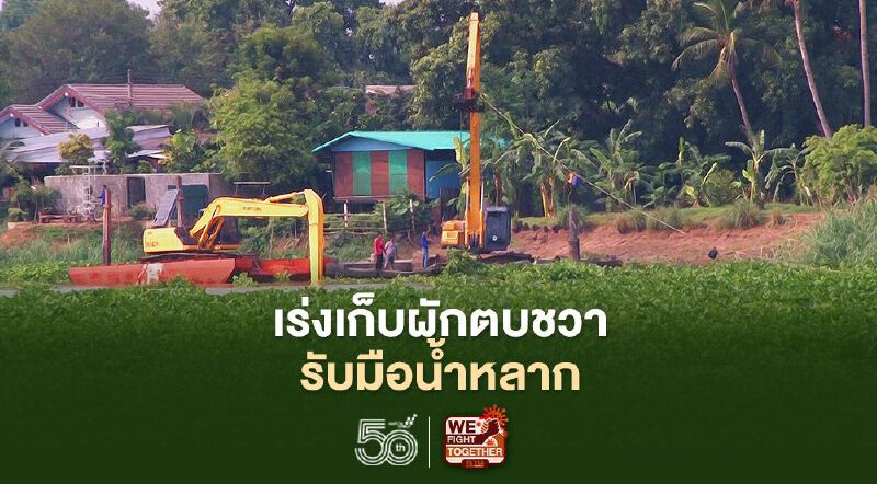 กรมชลฯเร่งเก็บ  ผักตบชวา  รับมือน้ำหลาก