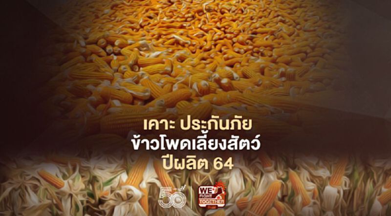 ครม. เห็นชอบประกันภัยข้าวโพดเลี้ยงสัตว์ ปีการผลิต 64 ครม. เห็นชอบประกันภัยข้าวโพดเลี้ยงสัตว์ ปีการผลิต 64