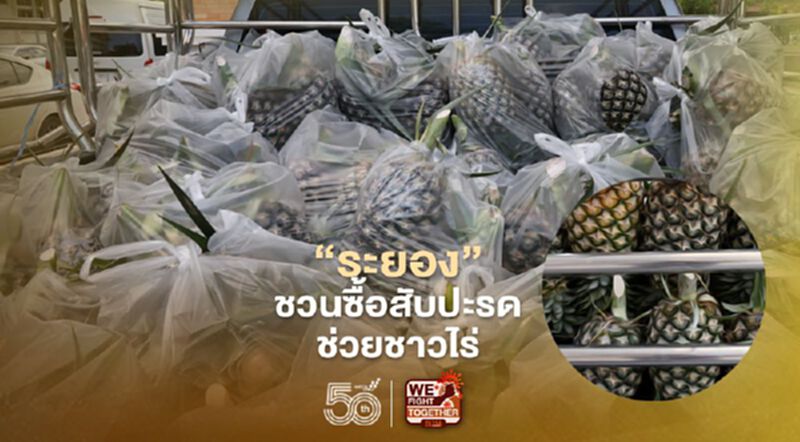 "ระยอง"ชวนระดมซื้อ"สับปะรด"ช่วยชาวไร่ "ระยอง"ชวนระดมซื้อ"สับปะรด"ช่วยชาวไร่