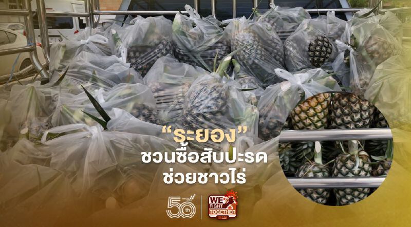 "ระยอง"ชวนระดมซื้อ"สับปะรด"ช่วยชาวไร่