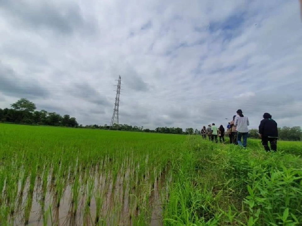 ขึ้นทะเบียน GI ใหม่  “ข้าวกอเดียว- เชอร์รี่ญี่ปุ่น”