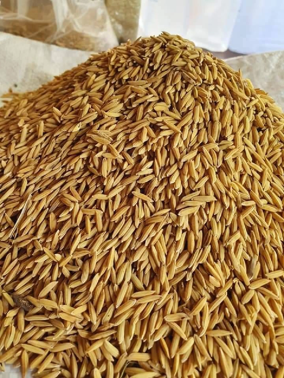 ขึ้นทะเบียน GI ใหม่  “ข้าวกอเดียว- เชอร์รี่ญี่ปุ่น”