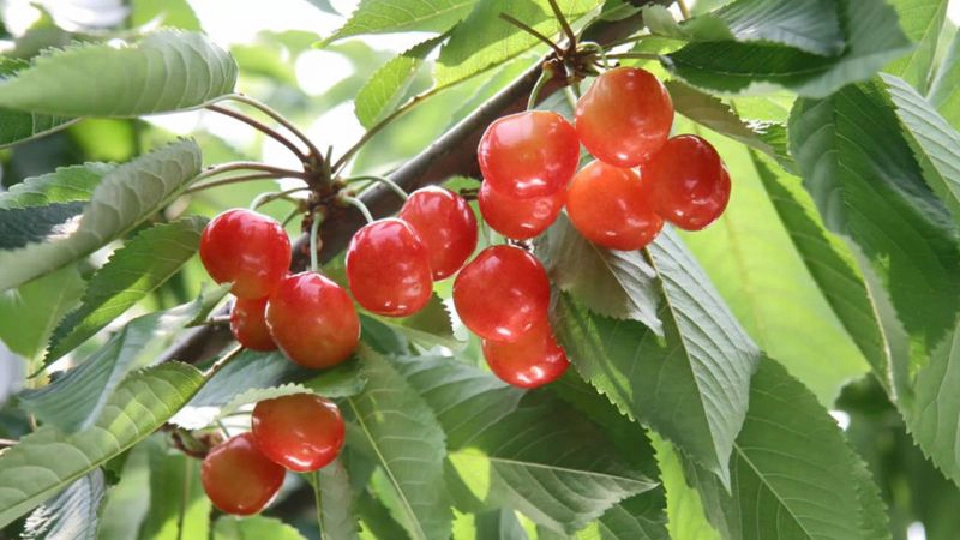 ขึ้นทะเบียน GI ใหม่  “ข้าวกอเดียว- เชอร์รี่ญี่ปุ่น”