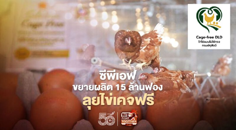 ซีพีเอฟขยายผลิต 15 ล้านฟองลุยไข่เคจฟรี ซีพีเอฟขยายผลิต 15 ล้านฟองลุยไข่เคจฟรี