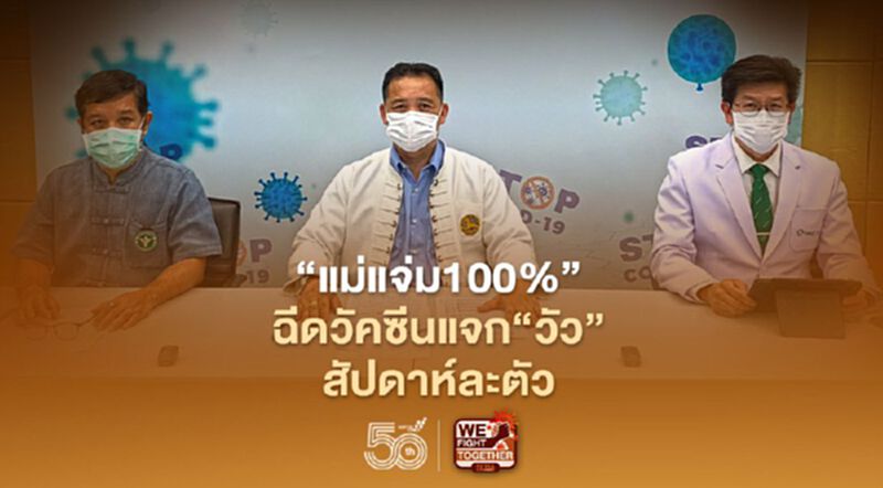 "แม่แจ่ม100%"ฉีดวัคซีนแจก"วัว"สัปดาห์ละตัว "แม่แจ่ม100%"ฉีดวัคซีนแจก"วัว"สัปดาห์ละตัว