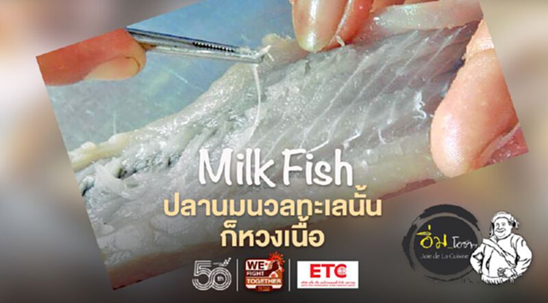Milk Fish_ปลานมนวลทะเลนั้น ก็หวงเนื้อ Milk Fish_ปลานมนวลทะเลนั้น ก็หวงเนื้อ