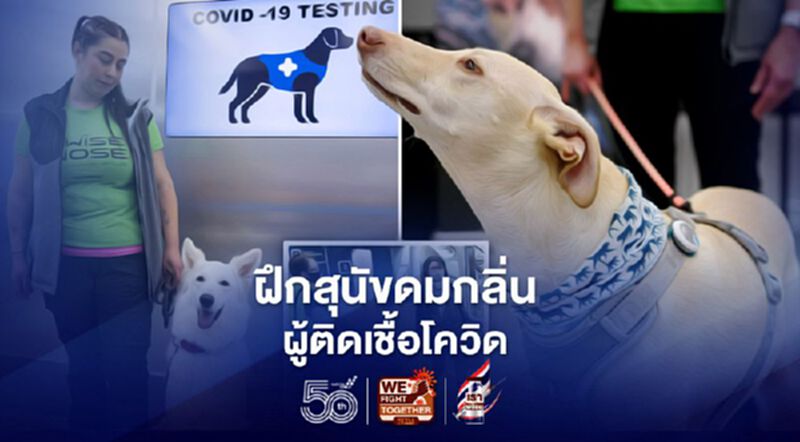 “สุนัขดมกลิ่น” อาจเป็นอีกหนึ่งตัวช่วยในการคัดกรองผู้ป่วยโควิดในขั้นต้น “สุนัขดมกลิ่น” อาจเป็นอีกหนึ่งตัวช่วยในการคัดกรองผู้ป่วยโควิดในขั้นต้น