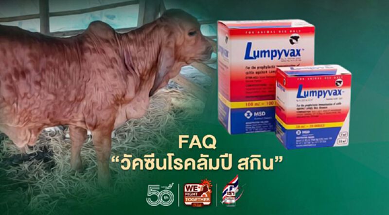 FAQ “วัคซีนโรคลัมปี สกิน” FAQ “วัคซีนโรคลัมปี สกิน”