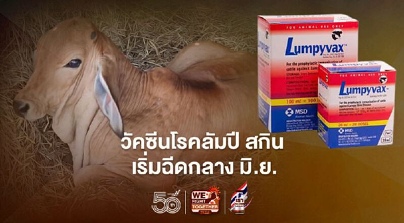 เปิดไทม์ไลน์ วัคซีนโรคลัมปี สกิน เริ่มฉีดกลาง มิ.ย. เปิดไทม์ไลน์ วัคซีนโรคลัมปี สกิน เริ่มฉีดกลาง มิ.ย.