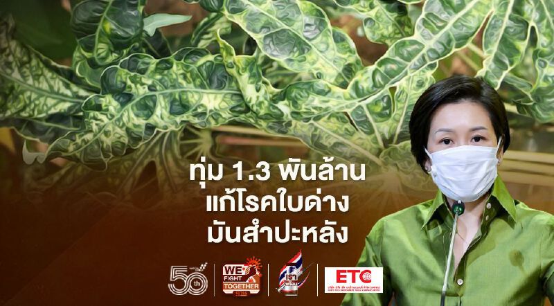 ครม.ทุ่มงบ 1.3 พันล้านบาทแก้ปัญหาโรคใบด่างมันสำปะหลังทุกพื้นที่   