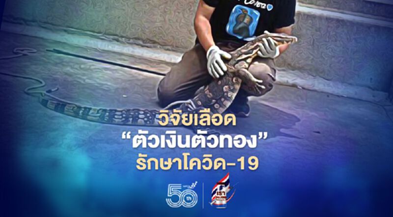 มหิดล วิจัยเลือด"ตัวเงินตัวทอง" รักษาโควิด-19 มหิดล วิจัยเลือด"ตัวเงินตัวทอง" รักษาโควิด-19