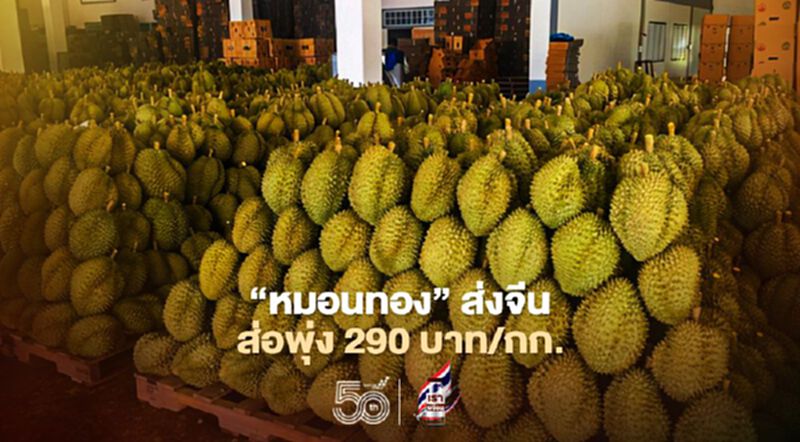 จับตา“หมอนทอง”ส่งออกขายจีนราคาพุ่ง 290 บาท / กก. จับตา“หมอนทอง”ส่งออกขายจีนราคาพุ่ง 290 บาท / กก.