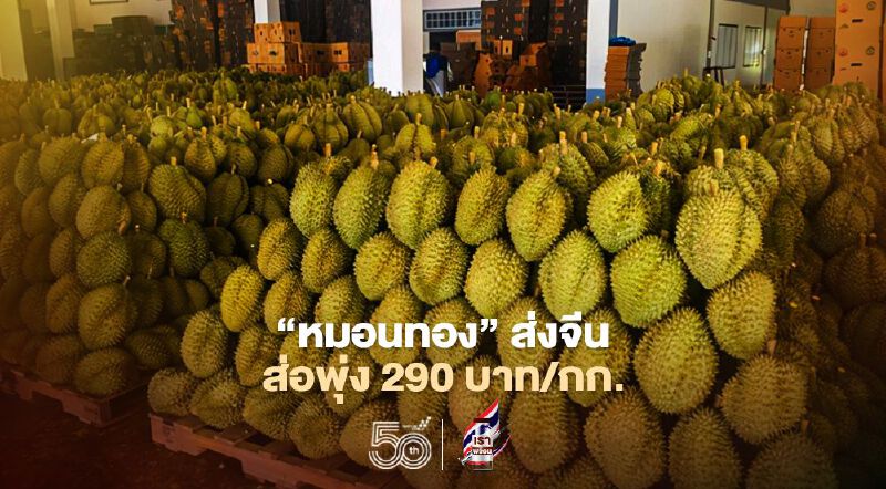 จับตา“หมอนทอง”ส่งออกขายจีนราคาพุ่ง 290 บาท / กก. 