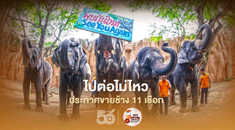 สวนเสือศรีราชา ประกาศขายช้างยกโขลง สวนเสือศรีราชา ประกาศขายช้างยกโขลง