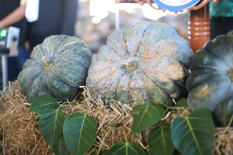 เดินหน้าดันราคาพริก-ฟักทอง  ช่วยชาวสวนผักส่งออก