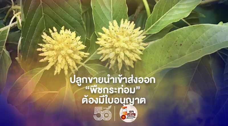 ครม.เห็นชอบร่างกม.พืชกระท่อม ปลูกขายนำเข้าส่งออก ต้องมีใบอนุญาต ครม.เห็นชอบร่างกม.พืชกระท่อม ปลูกขายนำเข้าส่งออก ต้องมีใบอนุญาต