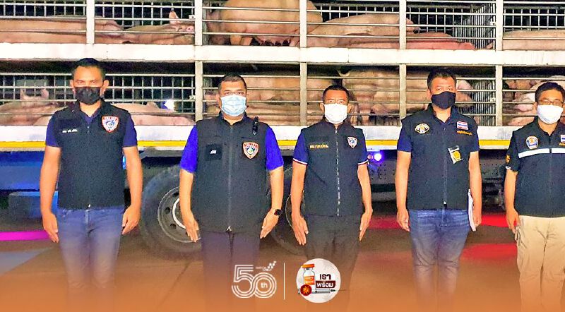 "ปศุสัตว์" ดักรวบขนหมูเถื่อน (มีคลิป)