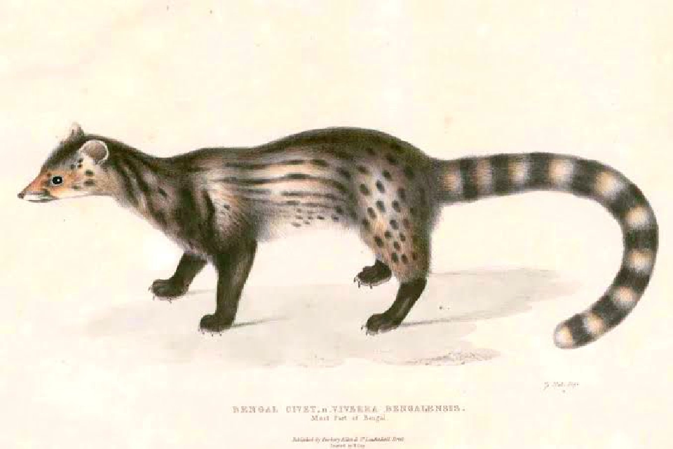 แมงสี่หูห้าตา