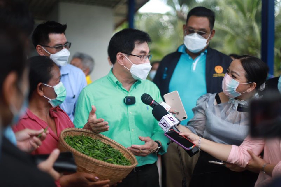 พาณิชย์แก้สำเร็จพริกใต้ราคาตก   แฉมีขบวนการปั่นราคา