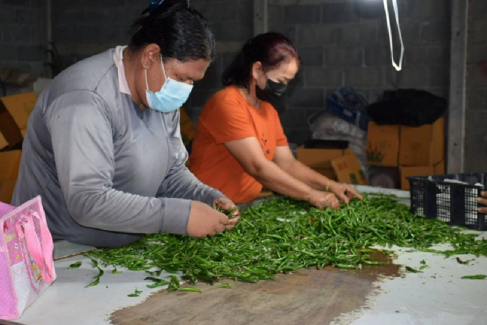 พาณิชย์แก้สำเร็จพริกใต้ราคาตก   แฉมีขบวนการปั่นราคา