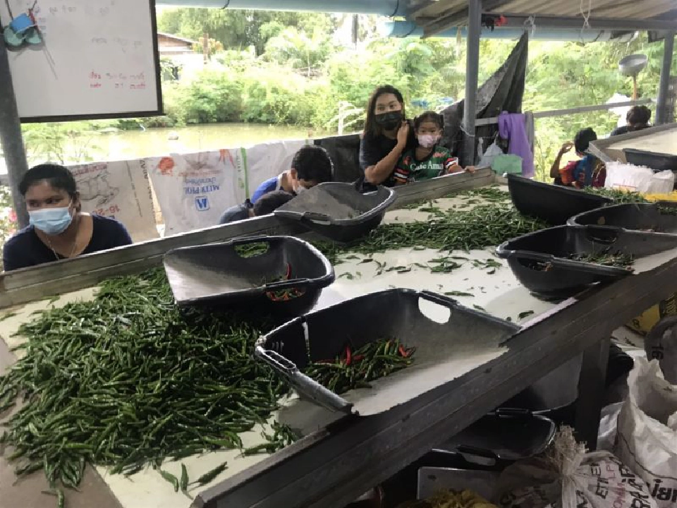 พาณิชย์แก้สำเร็จพริกใต้ราคาตก   แฉมีขบวนการปั่นราคา