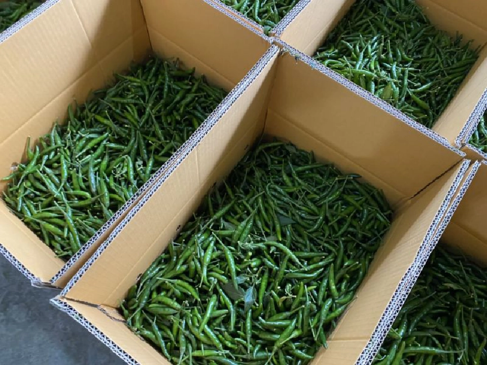 พาณิชย์แก้สำเร็จพริกใต้ราคาตก   แฉมีขบวนการปั่นราคา