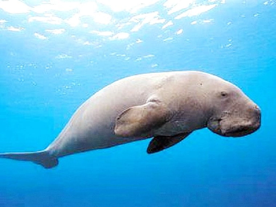 พบลักษณะเฉพาะพันธุกรรมพะยูนไทยไม่เหมือนชาติใดในโลก