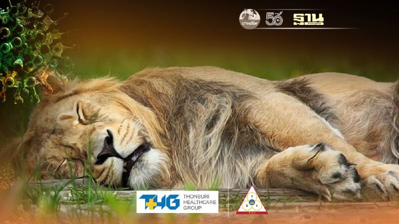 “อินเดีย”ตรวจพบสิงโต 4 ตัวสวนสัตว์เชนไน ติดโควิด “สายพันธุ์เดลต้า”  
