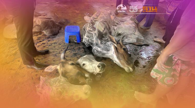 “ปศุสัตว์” บุกทลายโรงฆ่าสัตว์เถื่อน