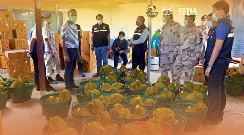 จับแก๊งทุเรียนเวียดนามย้อมแมวส่งออก