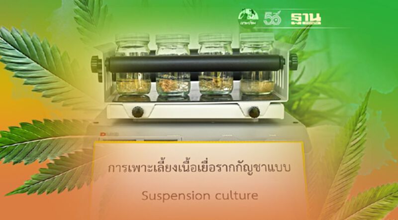 กรมวิทย์ฯ ศึกษาสารสกัดจากรากกัญชา พบมีผลช่วยรักษาเนื้อเยื่อปอดที่ถูกโควิดทำลาย กรมวิทย์ฯ ศึกษาสารสกัดจากรากกัญชา พบมีผลช่วยรักษาเนื้อเยื่อปอดที่ถูกโควิดทำลาย