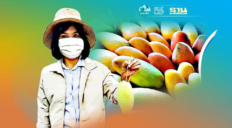 เร่งกระตุ้นตลาด ‘ผลไม้’ พาณิชย์เชียงใหม่ เปิด 4 แผนดันราคา‘มะม่วง-ลำใย’ 