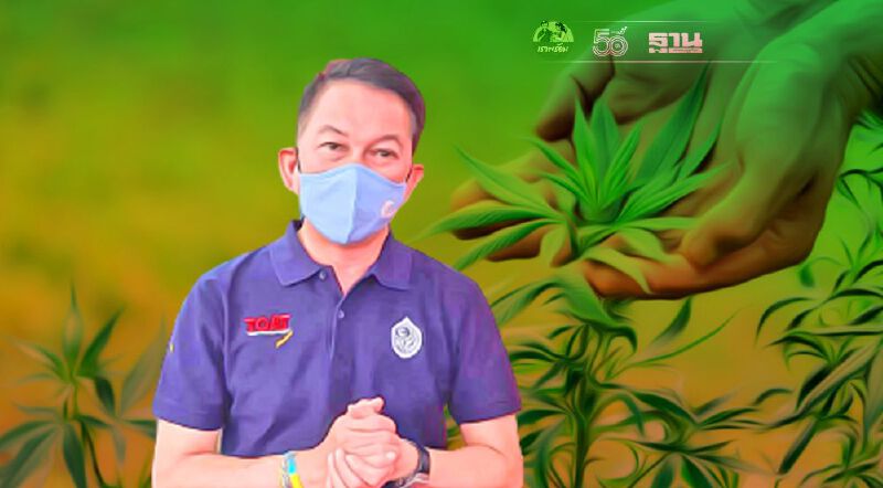 ‘การยาสูบ’ลุยกัญชง จับมือ ‘บ.เฮิร์บฯ-สมาคมบ่มใบยา’นำร่องปลูก-ขาย