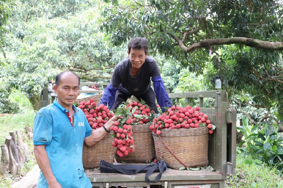 จีนผลักดัน‘ลิ้นจี่กวางตุ้ง’ ฉายา “ผลไม้พันปี” สู่ตลาดโลก