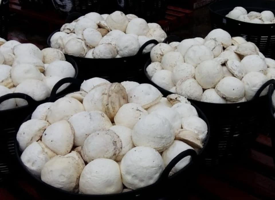 ยางก้อนถ้วย