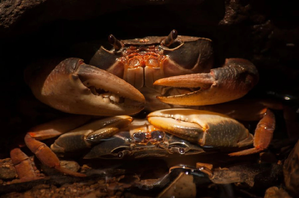 ข่าวดี ที่รอคอยมา 6 ปี “กลุ่มป่าแก่งกระจาน”ขึ้นทะเบียนเป็น“มรดกโลก”สำเร็จ