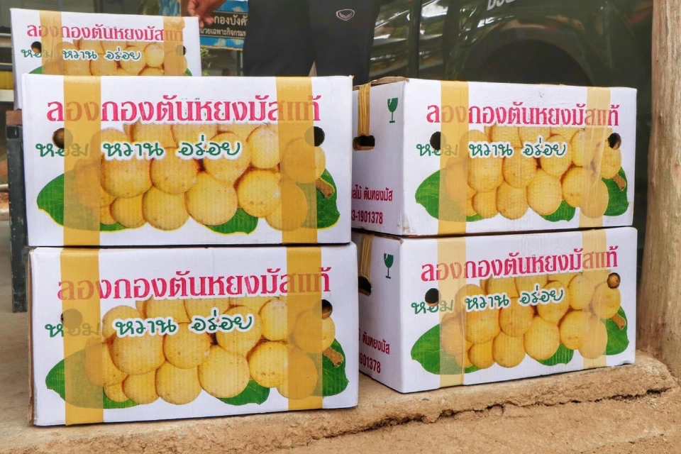 "ชาวสวนลองกอง"นราธิวาสเศร้ารายได้หด30%