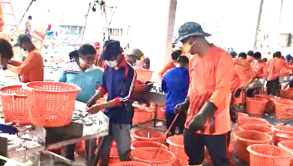  ประมงภูเก็ตคึกคักกลับมาขึ้นปลาวันแรก 123 ตัน 