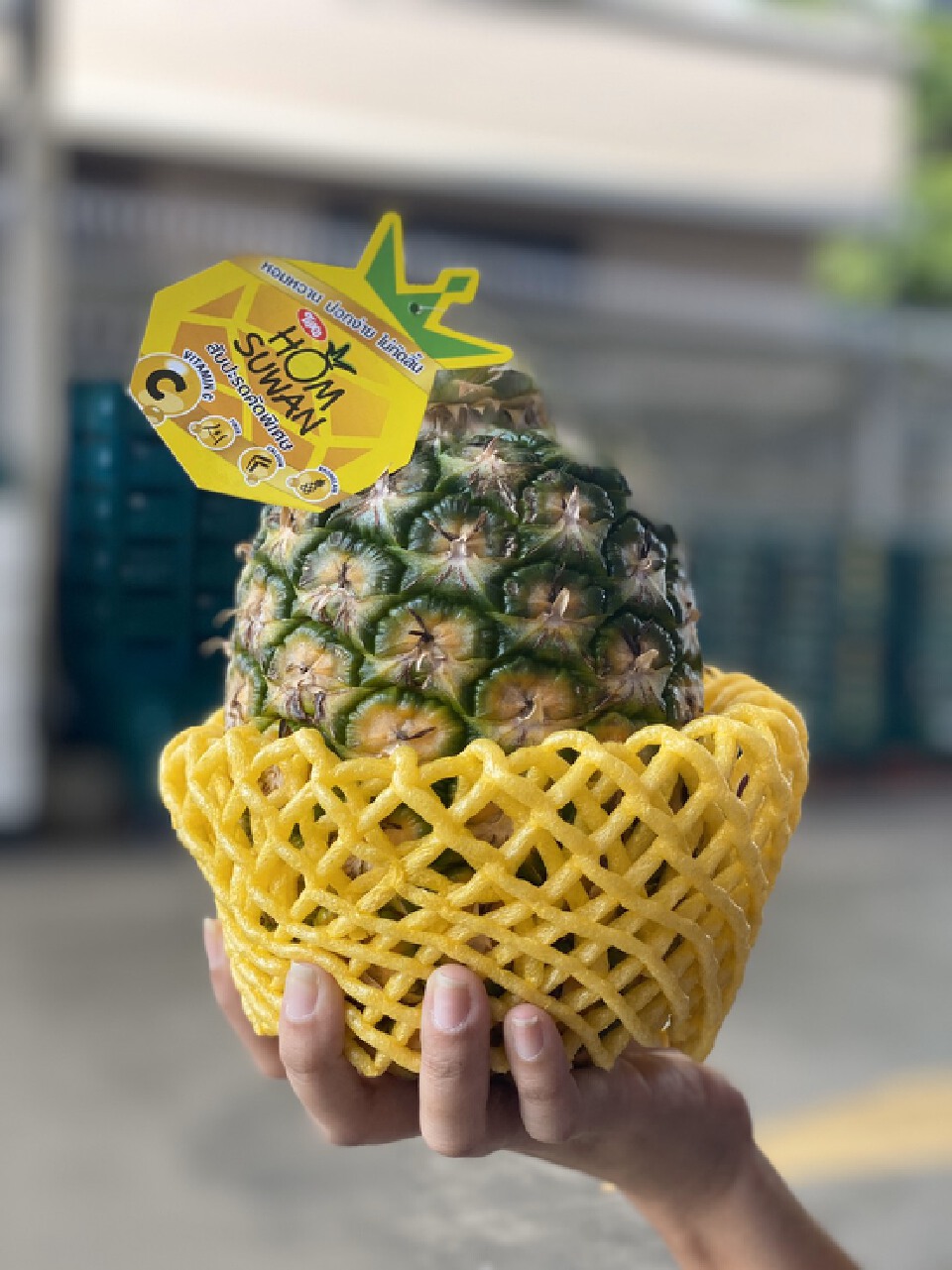 ทิปโก้ ต่อยอดสับปะรด“ทิปโก้หอมสุวรรณ”ฟื้นส่งออก