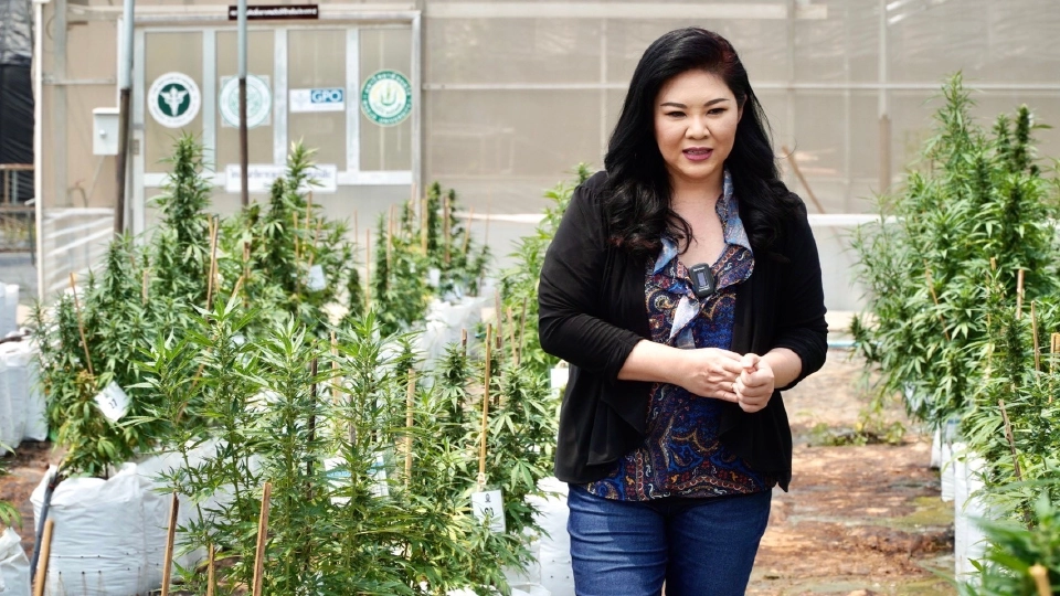 “แคนนาบิซ เวย์” พัฒนานวัตกรรมเกษตร"CSF"ตอบโจทย์ปลูกกัญชง-กัญชาทุกสภาวะ