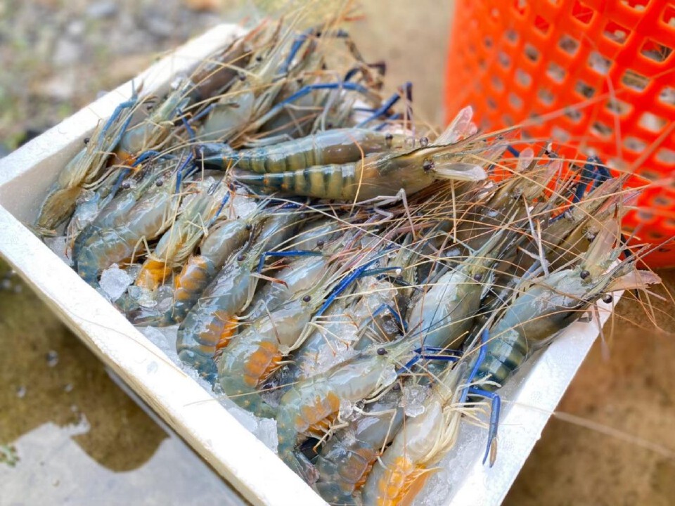 สูตรสำเร็จ “บ้านนี้มีรัก ฟาร์มสุขสำราญ” เกษตรกรไร้หนี้ ใช้เน็ตทำกิน