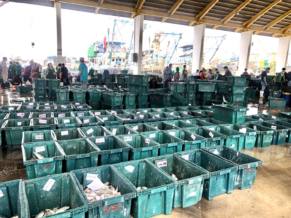  ประมงภูเก็ตคึกคักกลับมาขึ้นปลาวันแรก 123 ตัน 