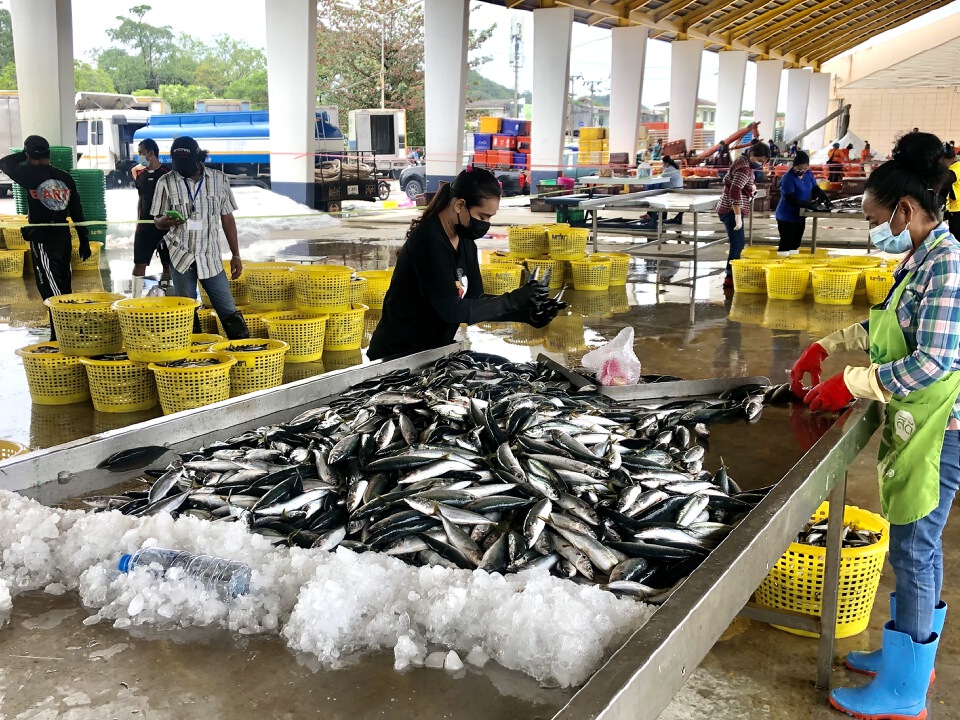  ประมงภูเก็ตคึกคักกลับมาขึ้นปลาวันแรก 123 ตัน 