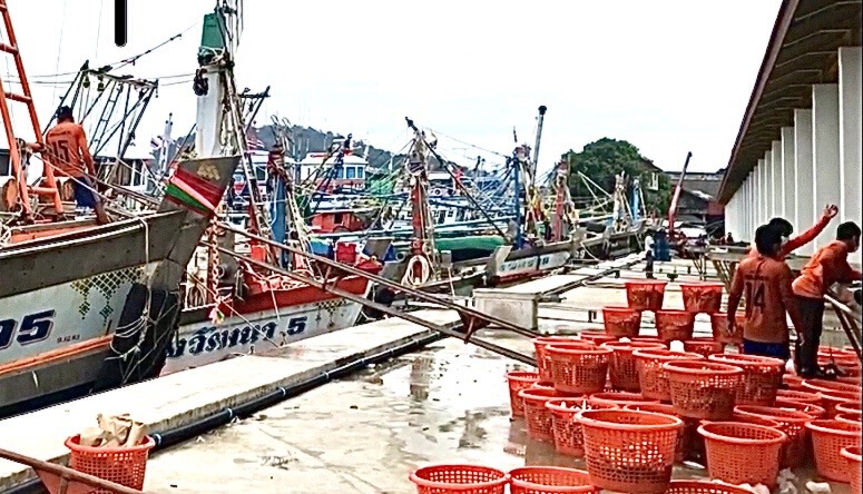  ประมงภูเก็ตคึกคักกลับมาขึ้นปลาวันแรก 123 ตัน 