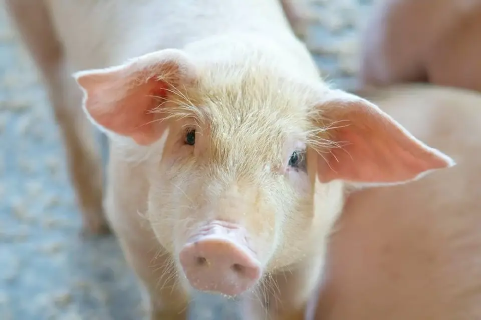 ผู้เลี้ยงหมูปักษ์ใต้ถอนหายใจ ขายหมูขาดทุน ถอดใจเลิกอาชีพ
