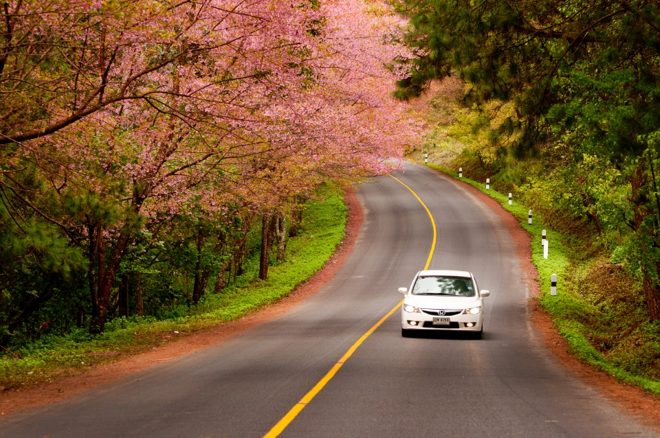 ลุยปรับภูมิทัศน์สร้างคมนาคมสีสันริมทางหลวงรับท่องเที่ยวเทศกาลปีใหม่65