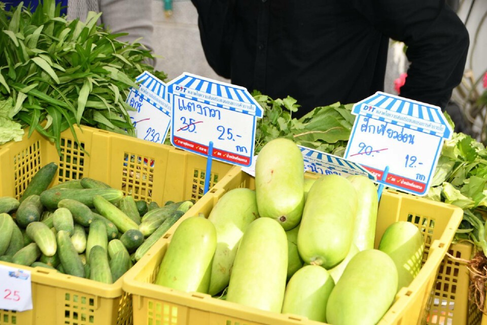 เช็คเลย ราคาผักวันนี้  ผักชีราคาร่วง30บาทต่อกก.