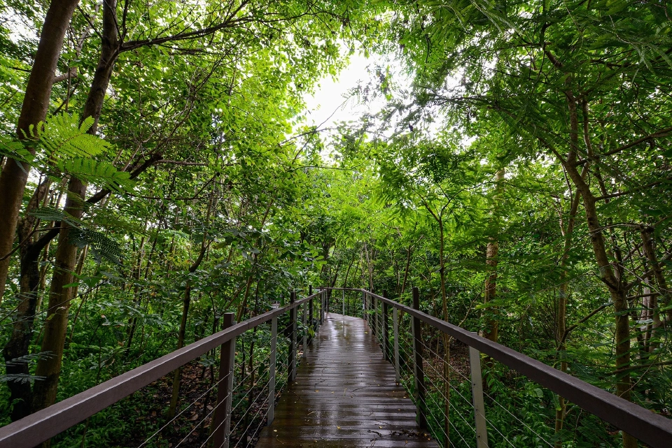 ป่าในกรุง