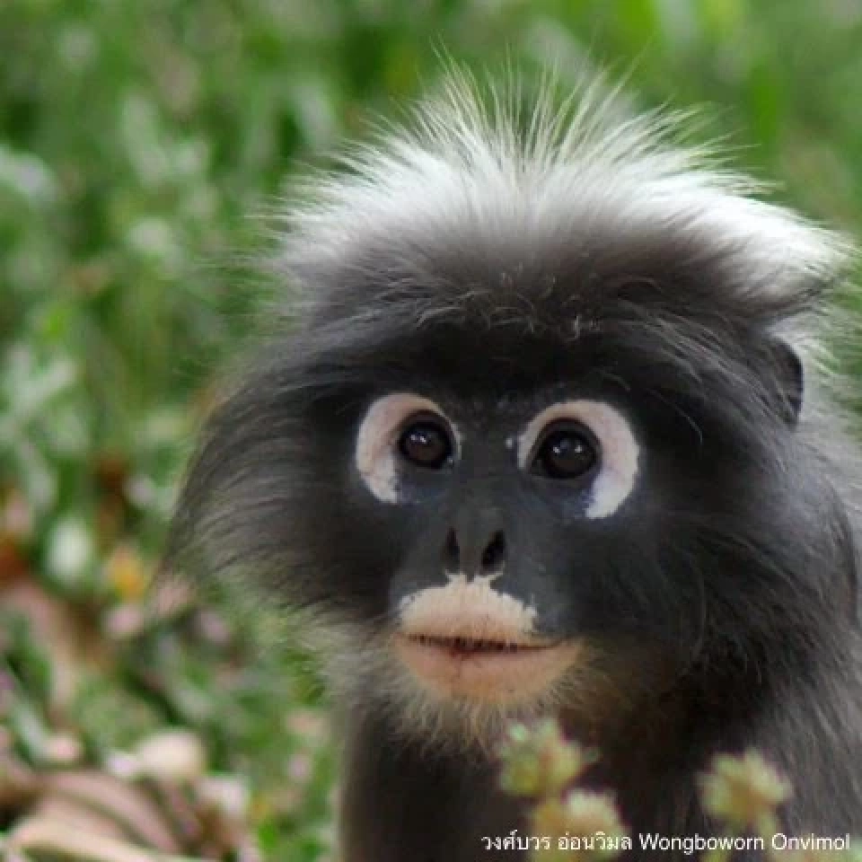 ทำไมวัยรุ่น ชอบกินเนื้อสัตว์ป่า…มันใช่รึ!