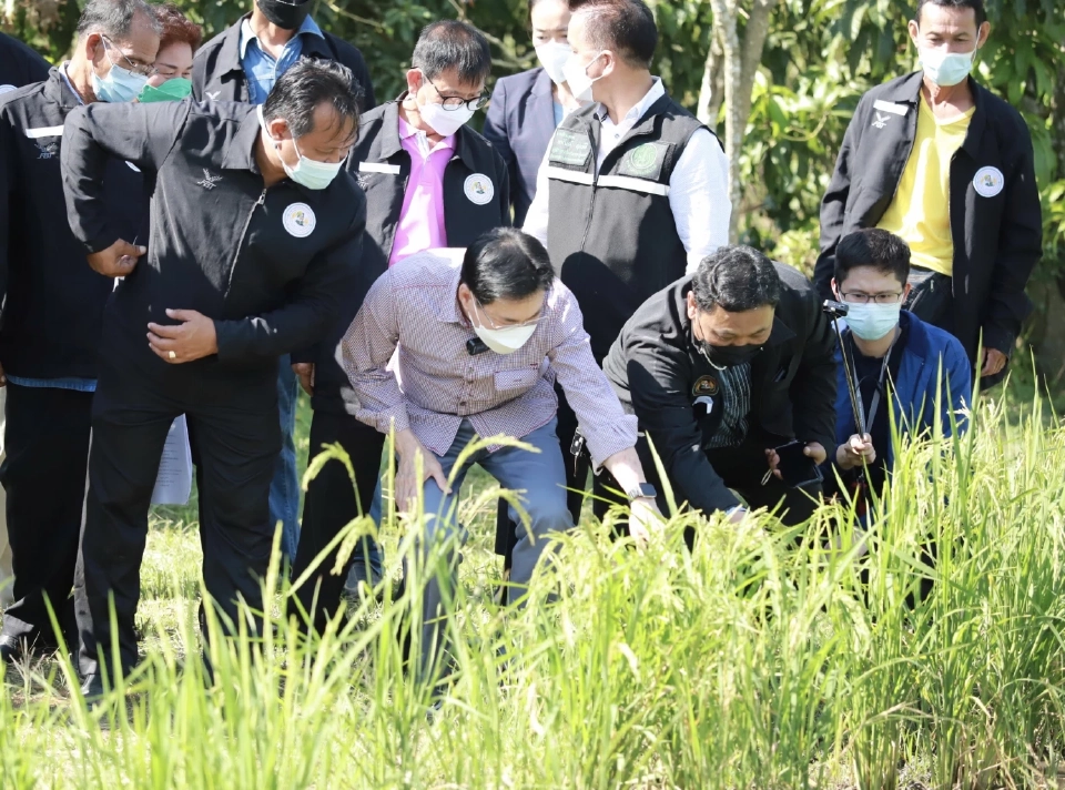 ประกันรายได้ข้าว โอนเงินค่าไถหว่าน วันนี้(13ธ.ค.)ชาวนาเช็คเลย